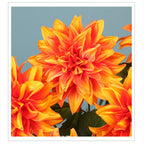 8 Pcs Sunset Orange Faux Dahlia Stems, 20" Tall Realistic Artificial Flowers, Large 5" Silk Blooms for Fall Home Decor, Vase, Centerpieces