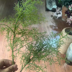 Ethereal Mist Pine Stem, 33" Tall Artificial Smoke Tree Branch, Realistic Airy Foliage for Sculptural Home Decor, Vase Filler, Wedding & Event Design
