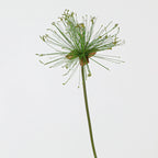 Faux Papyrus Stem, 32" or 25" Tall Realistic Allium Grass, Architectural Plant for Modern Vase Arrangements, Home Decor, Wedding & Event Floral