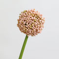 Real-Touch Artificial Hydrangea Stems, 21" Tall with 4" Bloom Heads, Lifelike Faux Floral Arrangement for Vases, Home Decor, Weddings & Commercial Displays (Set of 1, No Vase Included)