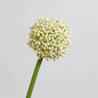 Real-Touch Artificial Hydrangea Stems, 21" Tall with 4" Bloom Heads, Lifelike Faux Floral Arrangement for Vases, Home Decor, Weddings & Commercial Displays (Set of 1, No Vase Included)