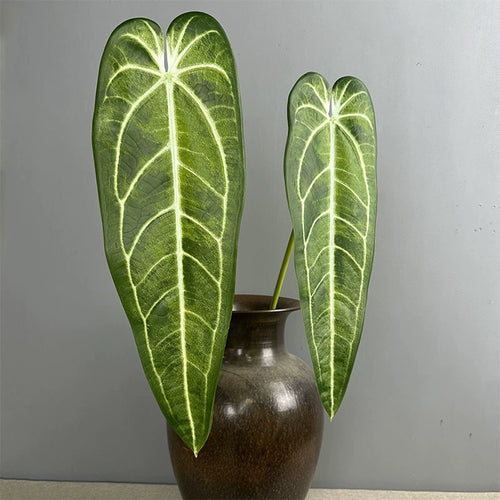 2 Pack Realistic Anthurium Faux Greenery Stems, 35" Tall, Light Green & Green, Perfect for Home Decor, Weddings, and Boutique Displays