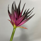 Real-Touch Artificial Phoenix Flower Stem, 33" Tall, Single Stem with Lifelike Latex Blooms, Perfect for Office, Hotel, or Display Decor