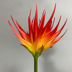 Real-Touch Artificial Phoenix Flower Stem, 33" Tall, Single Stem with Lifelike Latex Blooms, Perfect for Office, Hotel, or Display Decor
