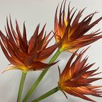 Real-Touch Artificial Phoenix Flower Stem, 33" Tall, Single Stem with Lifelike Latex Blooms, Perfect for Office, Hotel, or Display Decor