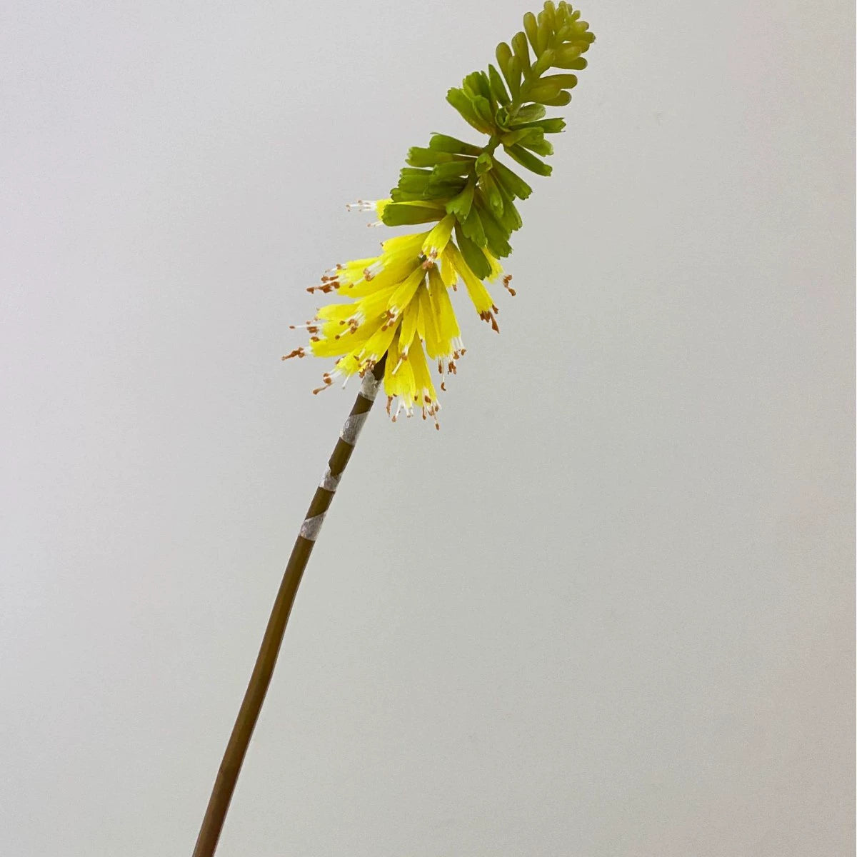 Artificial Torch Lily Stems, 28" Tall, Silk Flowers for Home, Hotel, and Window Displays, Single Stem, Bendable Design