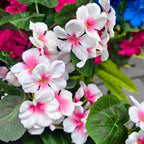 64cm UV Resistant Faux Geranium – Realistic Artificial Silk Plant, No-Fade Bush for Garden, Patio, Balcony, Porch & Indoor Home Decor