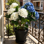 60cm Real Touch UV Resistant Hydrangea Bush | Natural-Looking Latex, Built for UK Weather