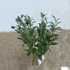Artificial Olive Branch, Faux Olive Leaves Stems, Set of 72 Realistic Olive Leaf Stems for Home Decor, Office, Hotel, 19" Tall (No Pot Included)