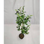 Artificial Olive Branch, Faux Olive Leaves Stems, Set of 72 Realistic Olive Leaf Stems for Home Decor, Office, Hotel, 19" Tall (No Pot Included)