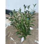 Artificial Olive Branch, Faux Olive Leaves Stems, Set of 72 Realistic Olive Leaf Stems for Home Decor, Office, Hotel, 19" Tall (No Pot Included)